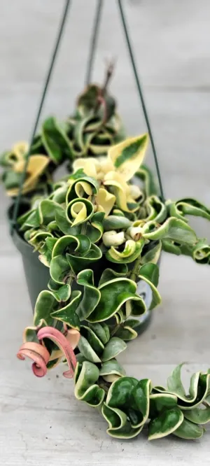 Hoya Variegated Compacta Live Rare Houseplants - Variegated Hindu Rope Fully Rooted Plants Live Houseplants - Indoor Plants - Live Indoor Plants in 4" Pot by 3exoticgreen