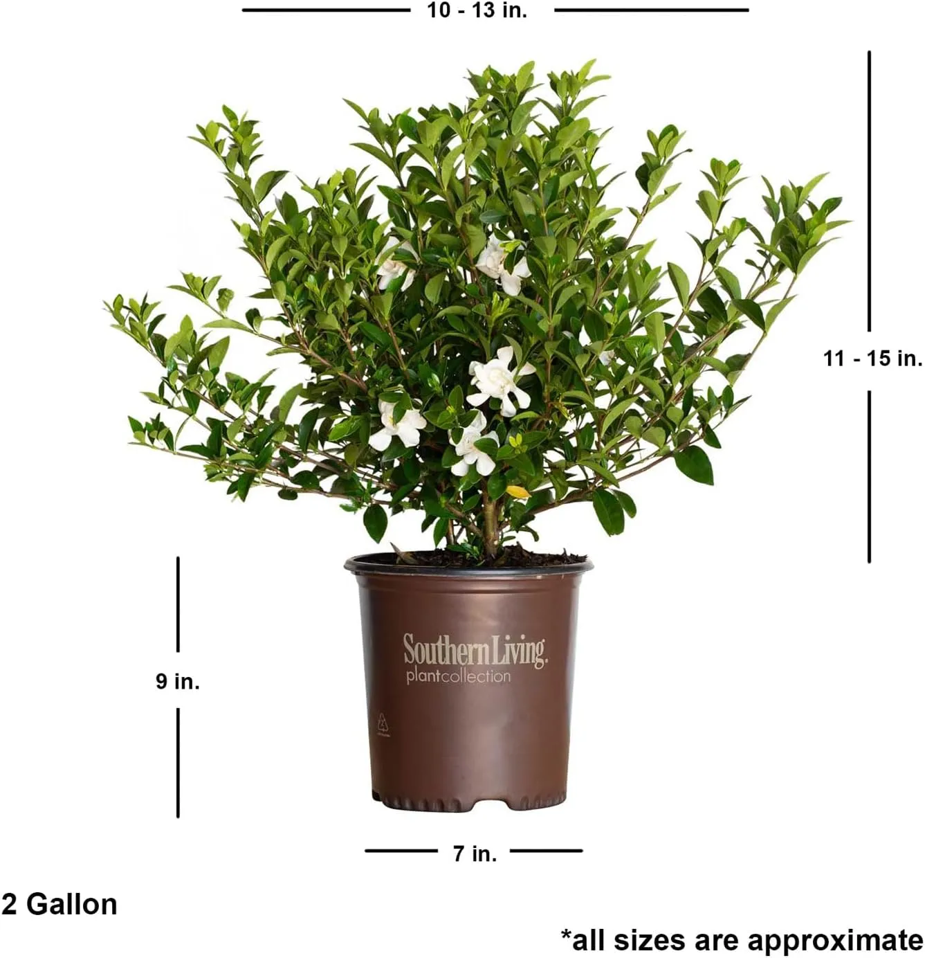 Jubilation Gardenia (2 Gallon) Flowering Evergreen Shrub with Fragrant White Blooms - Full Sun to Part Shade Live Outdoor Plant/Bush - Southern Living Plants