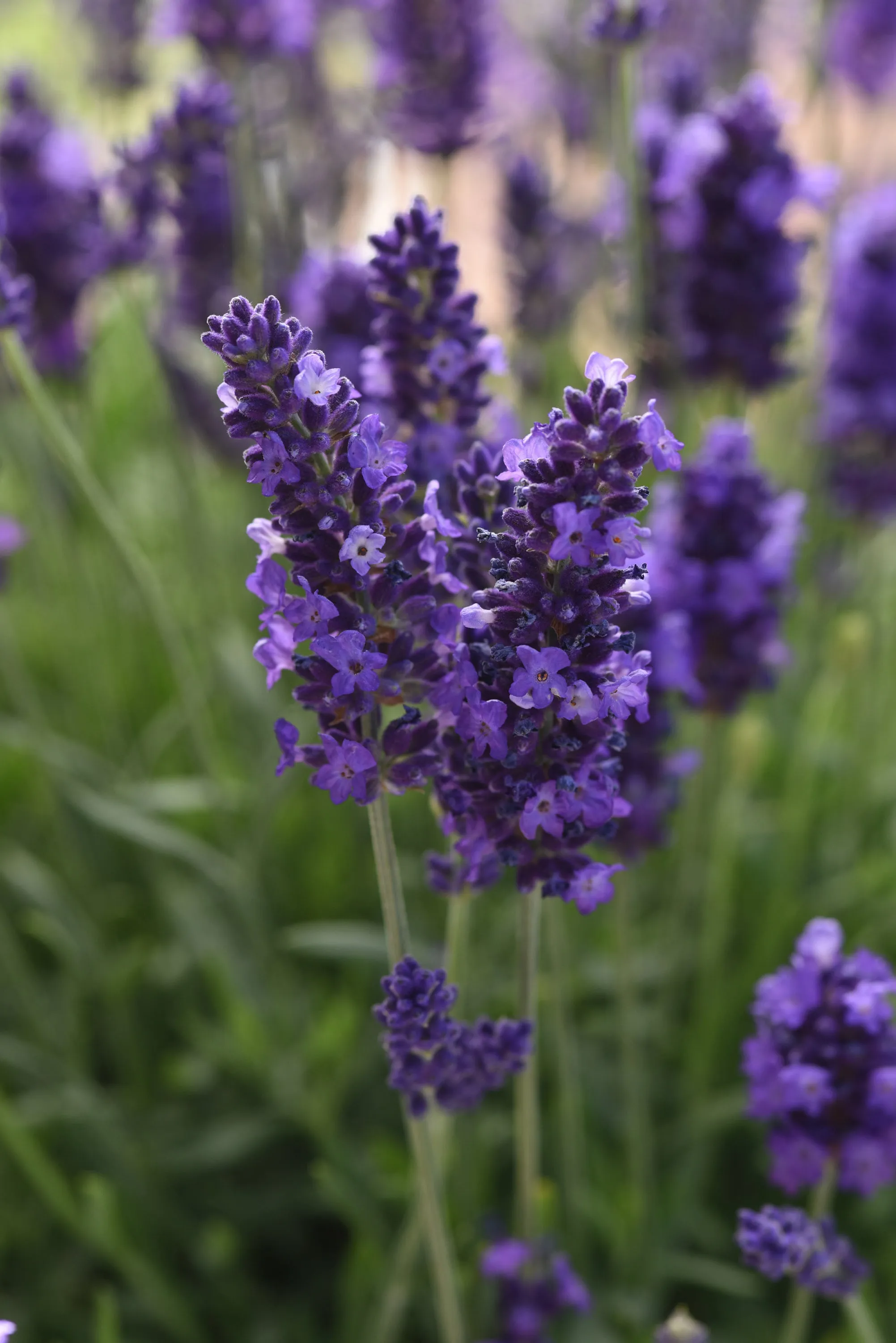 Lavendula Angustifolia (English Lavender) "Blue" - 9cm Pot  x 3 Plants