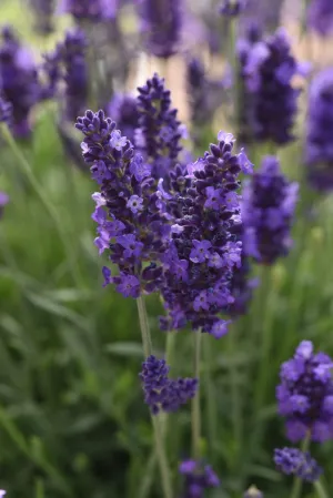 Lavendula Angustifolia (English Lavender) "Blue" - 9cm Pot  x 3 Plants