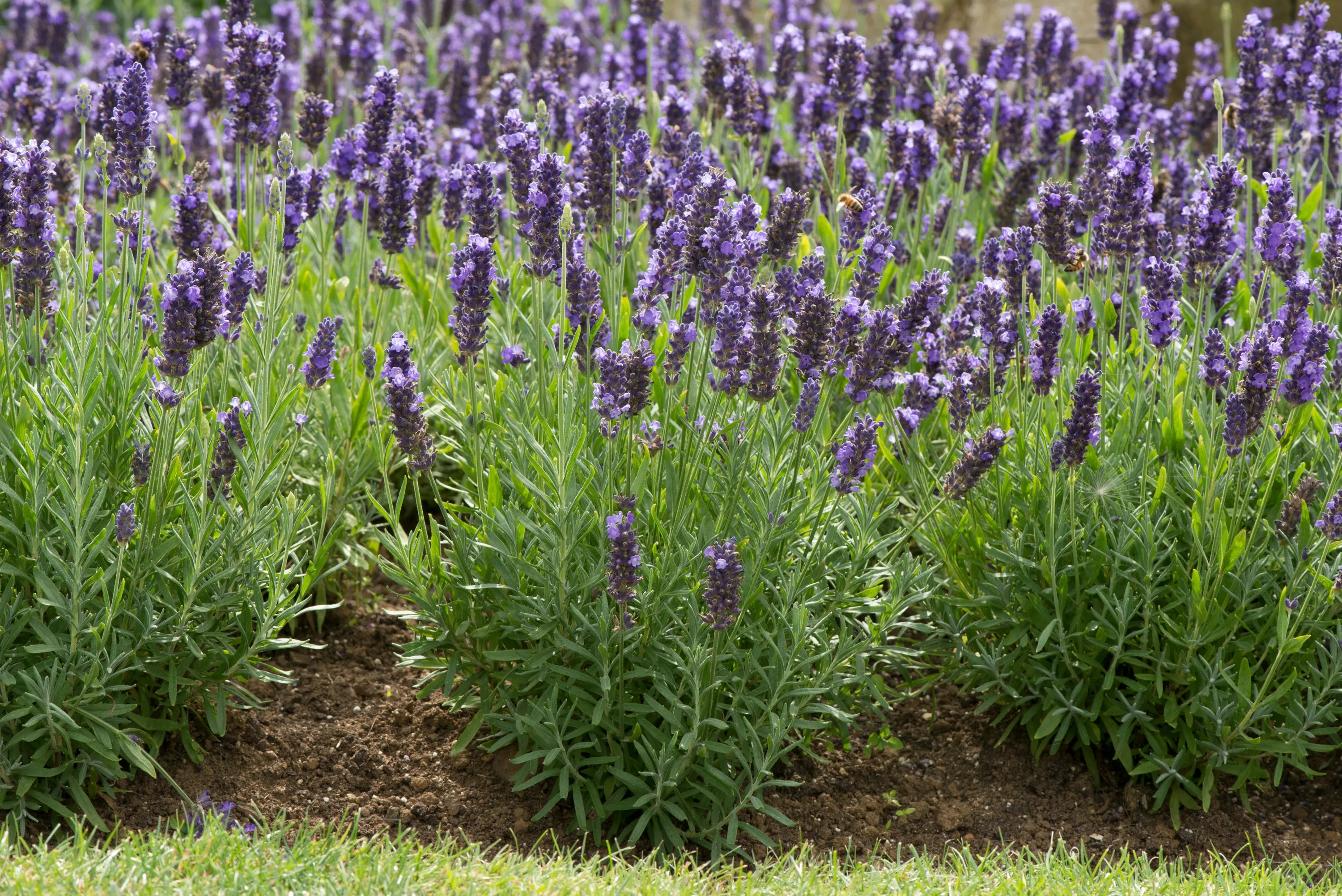 Lavendula Angustifolia (English Lavender) "Blue" - 9cm Pot  x 3 Plants