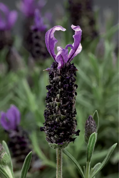 Lavendula Stoechas (French Lavender) "Blue" - 9cm Pot  x 3 Plants