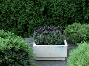 Lavendula Stoechas (French Lavender) "Blue" - 9cm Pot  x 3 Plants