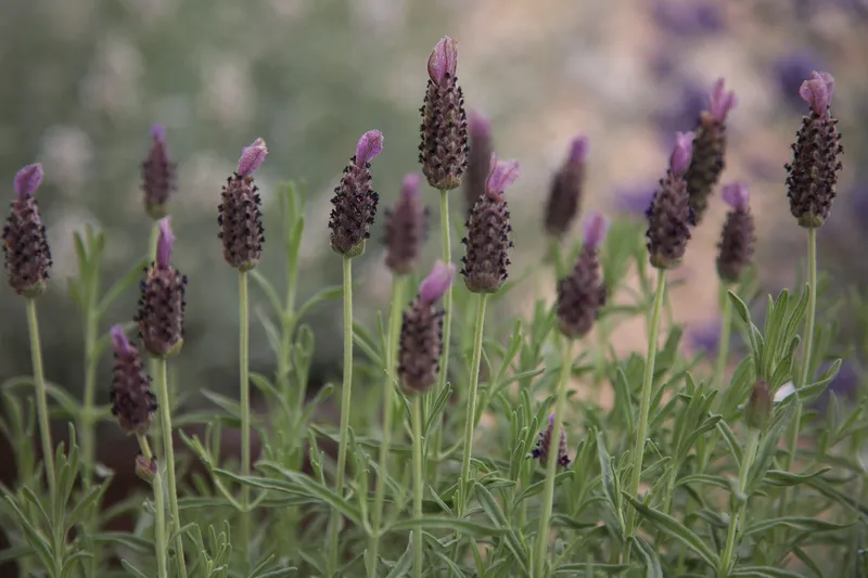 Lavendula Stoechas (French Lavender) "Blue" - 9cm Pot  x 3 Plants