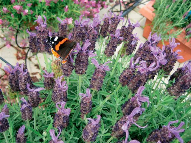 Lavendula Stoechas (French Lavender) "Blue" - 9cm Pot  x 3 Plants
