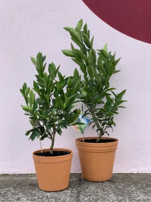 Lemon ‘Lemonicious’ Dwarf Patio