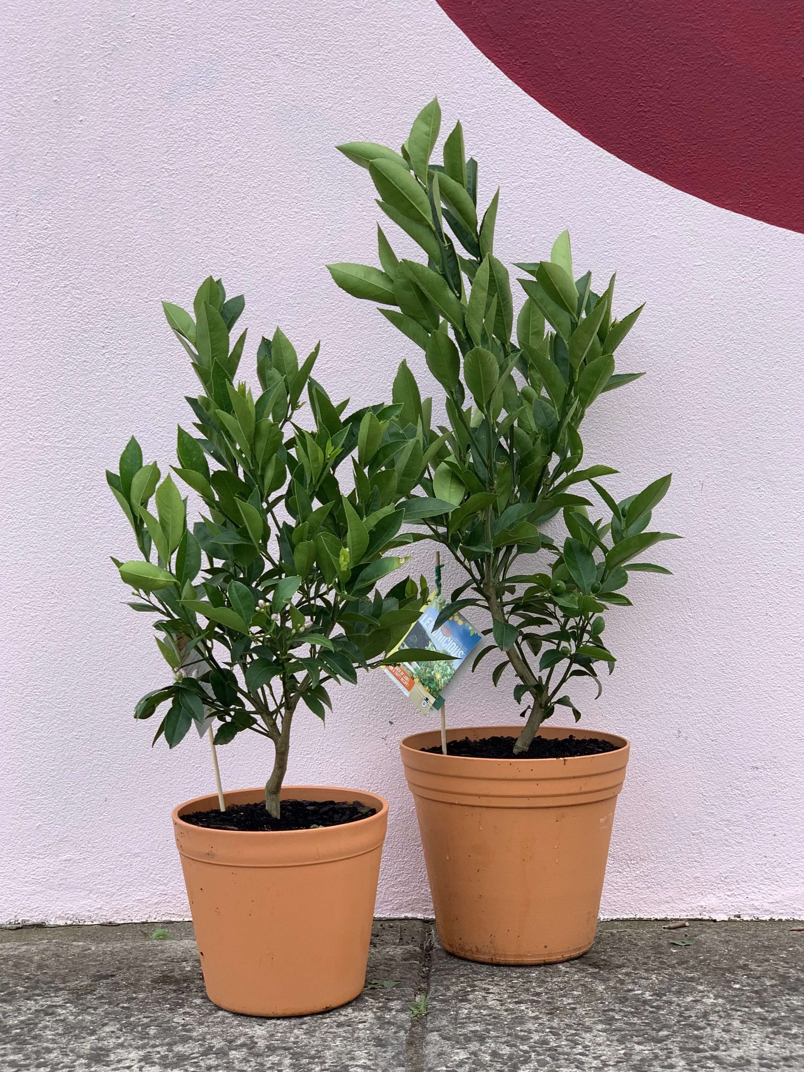 Lemon ‘Lemonicious’ Dwarf Patio