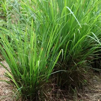 LEMONGRASS essential oil