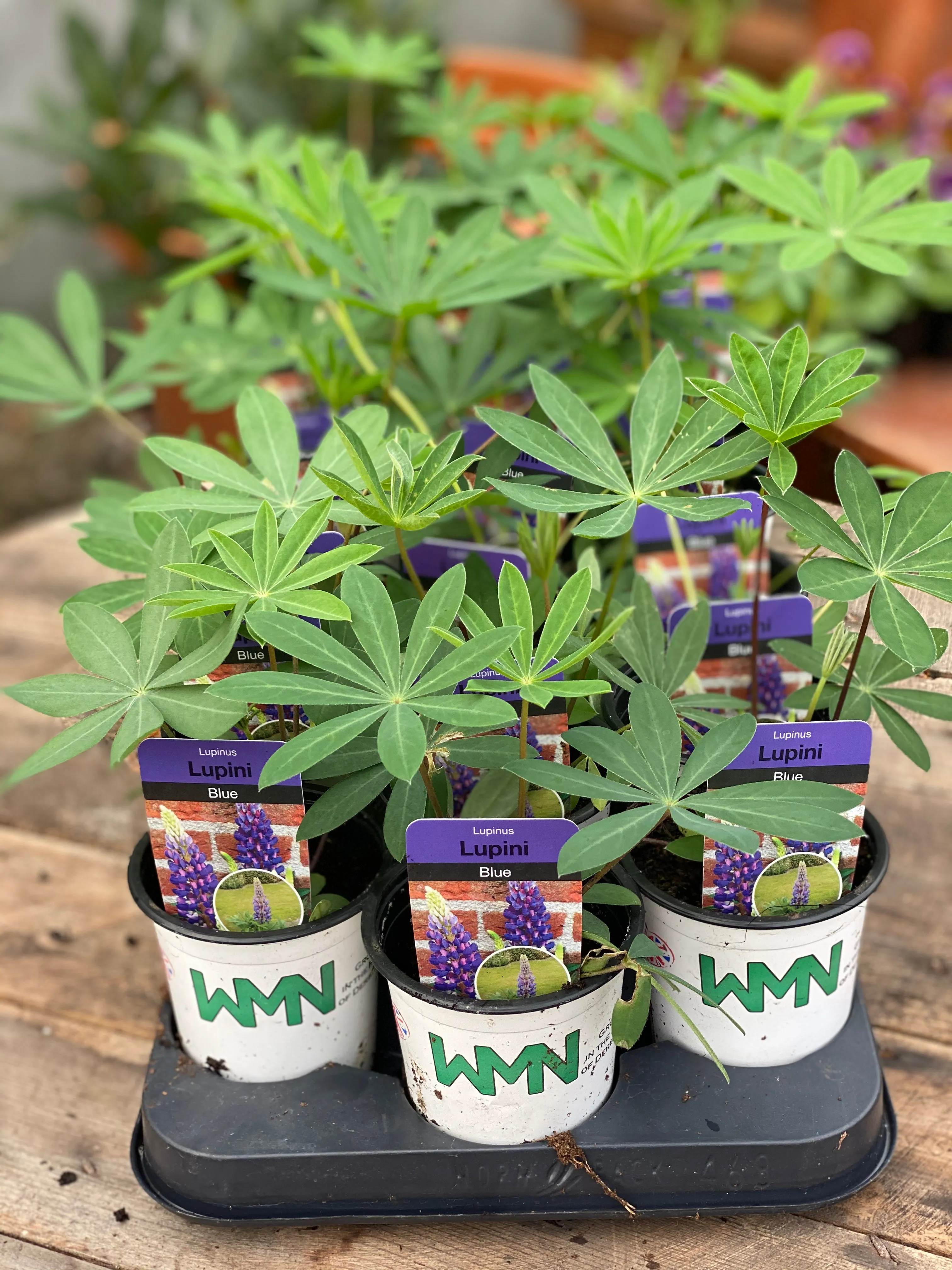 Lupin "Blue" - 9cm Pot  x 3 Plants