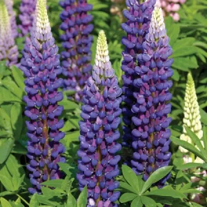 Lupin "Blue" - 9cm Pot  x 3 Plants