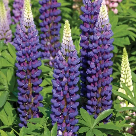 Lupin "Blue" - 9cm Pot  x 3 Plants