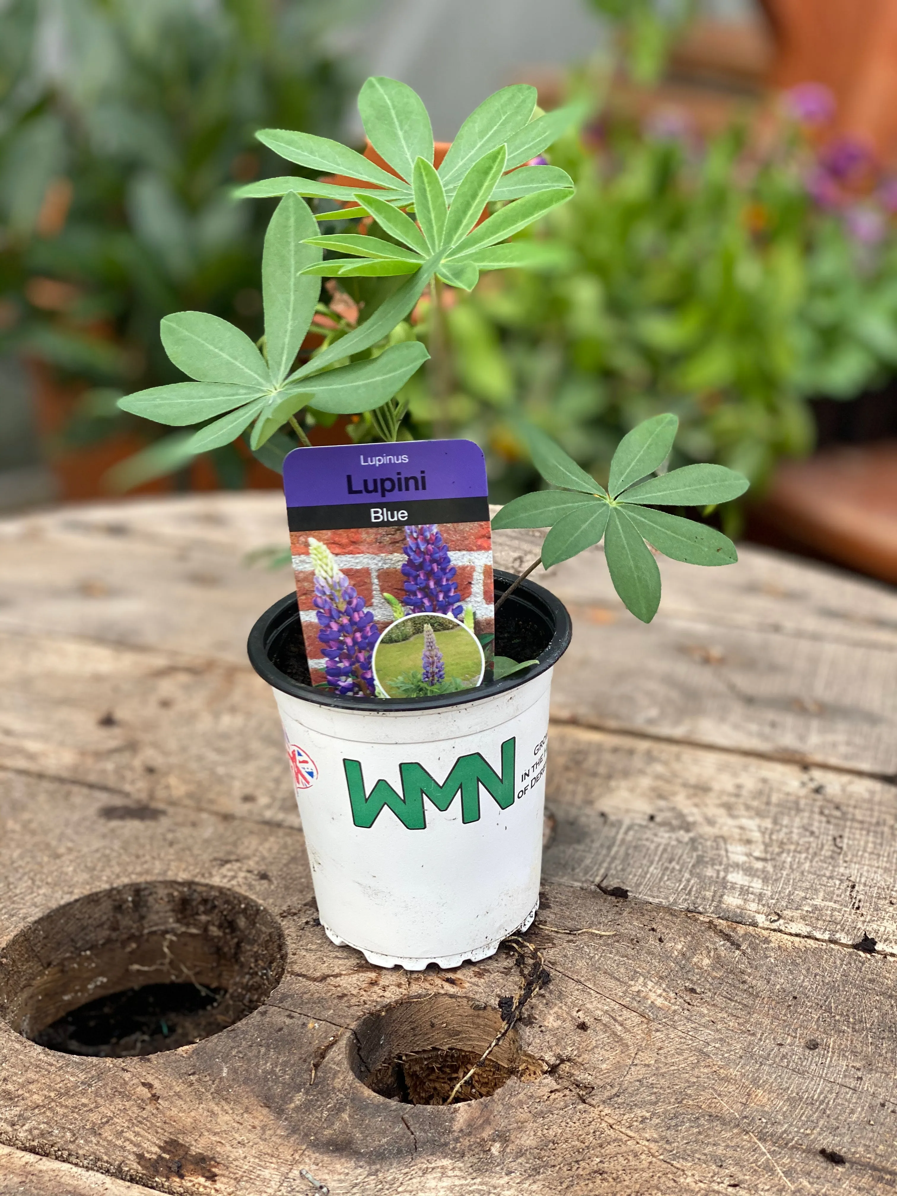 Lupin "Blue" - 9cm Pot  x 3 Plants