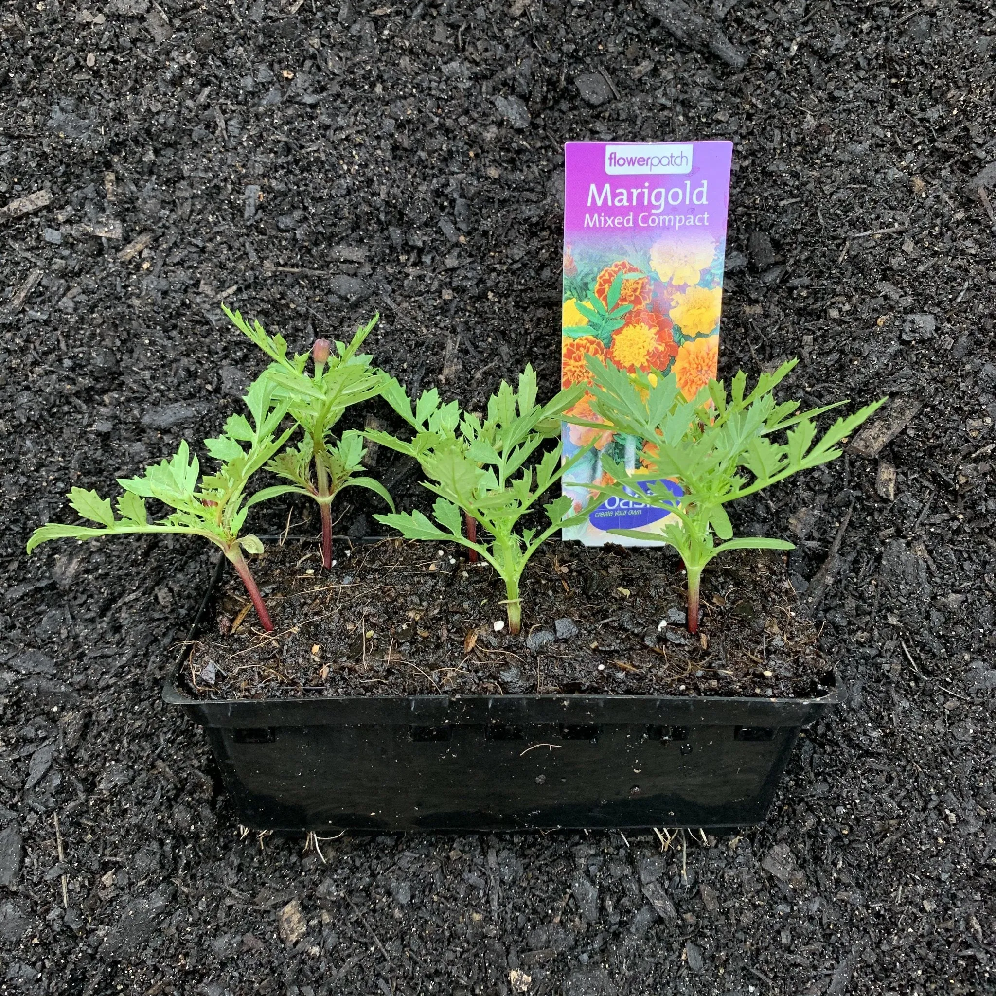 Marigold 'Mixed Compact'