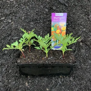 Marigold 'Mixed Compact'