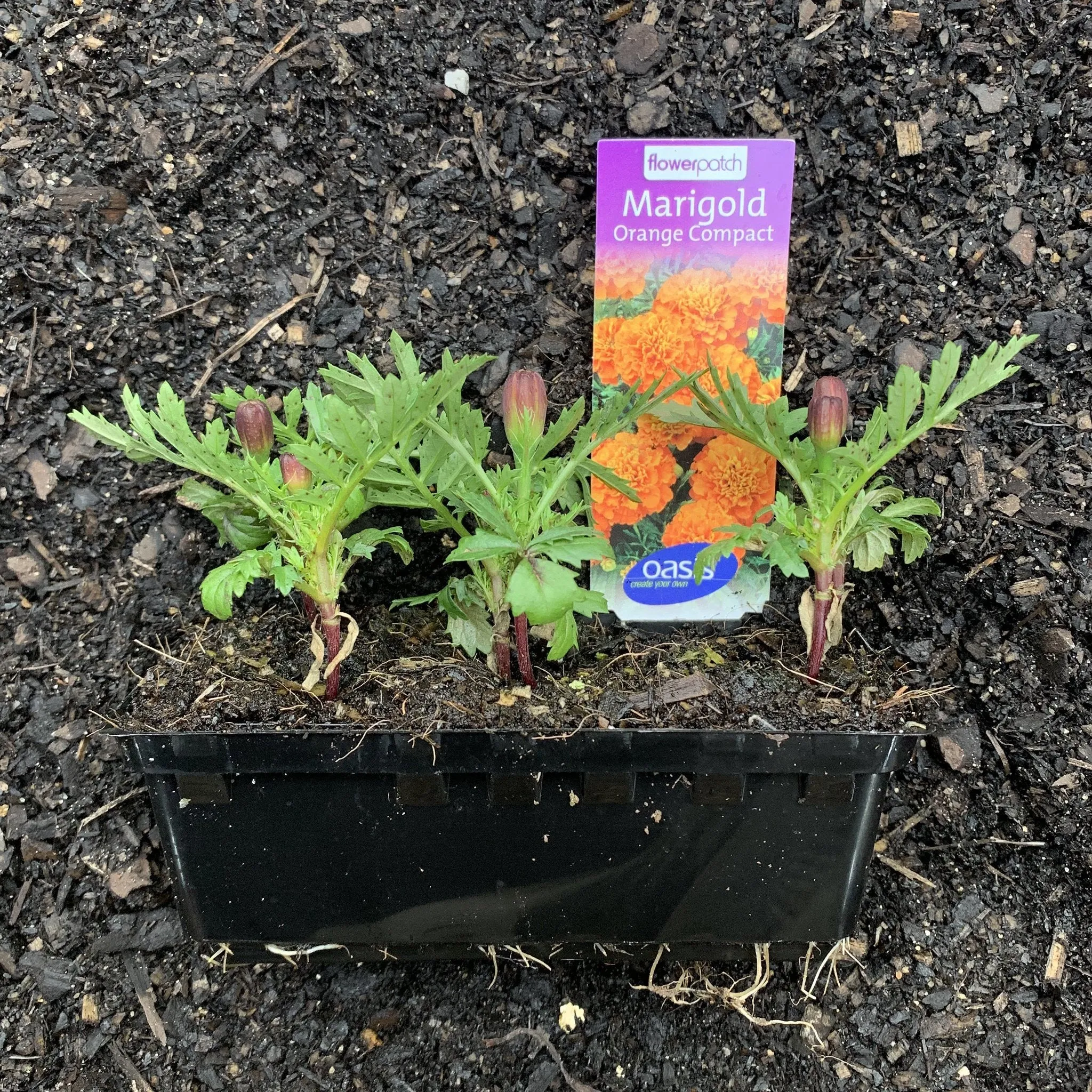 Marigold 'Orange Compact'