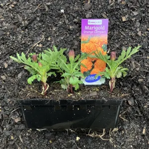 Marigold 'Orange Compact'