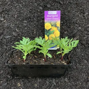 Marigold 'Yellow Compact'