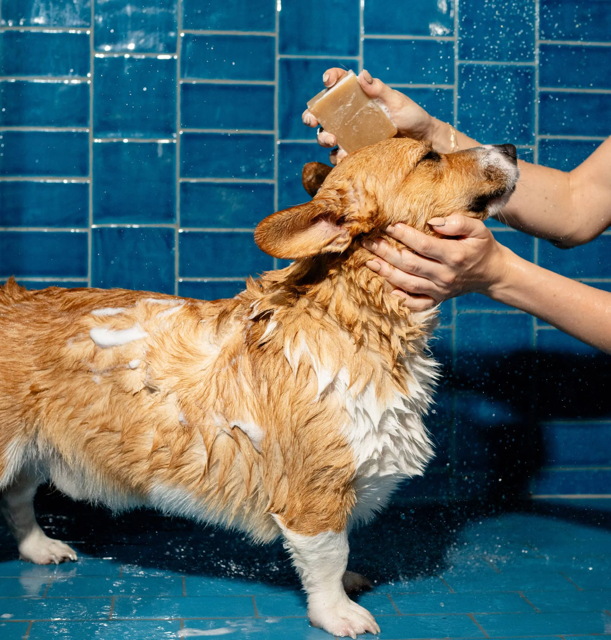 Nourishing Dog Shampoo Bar for Sensitive Skin