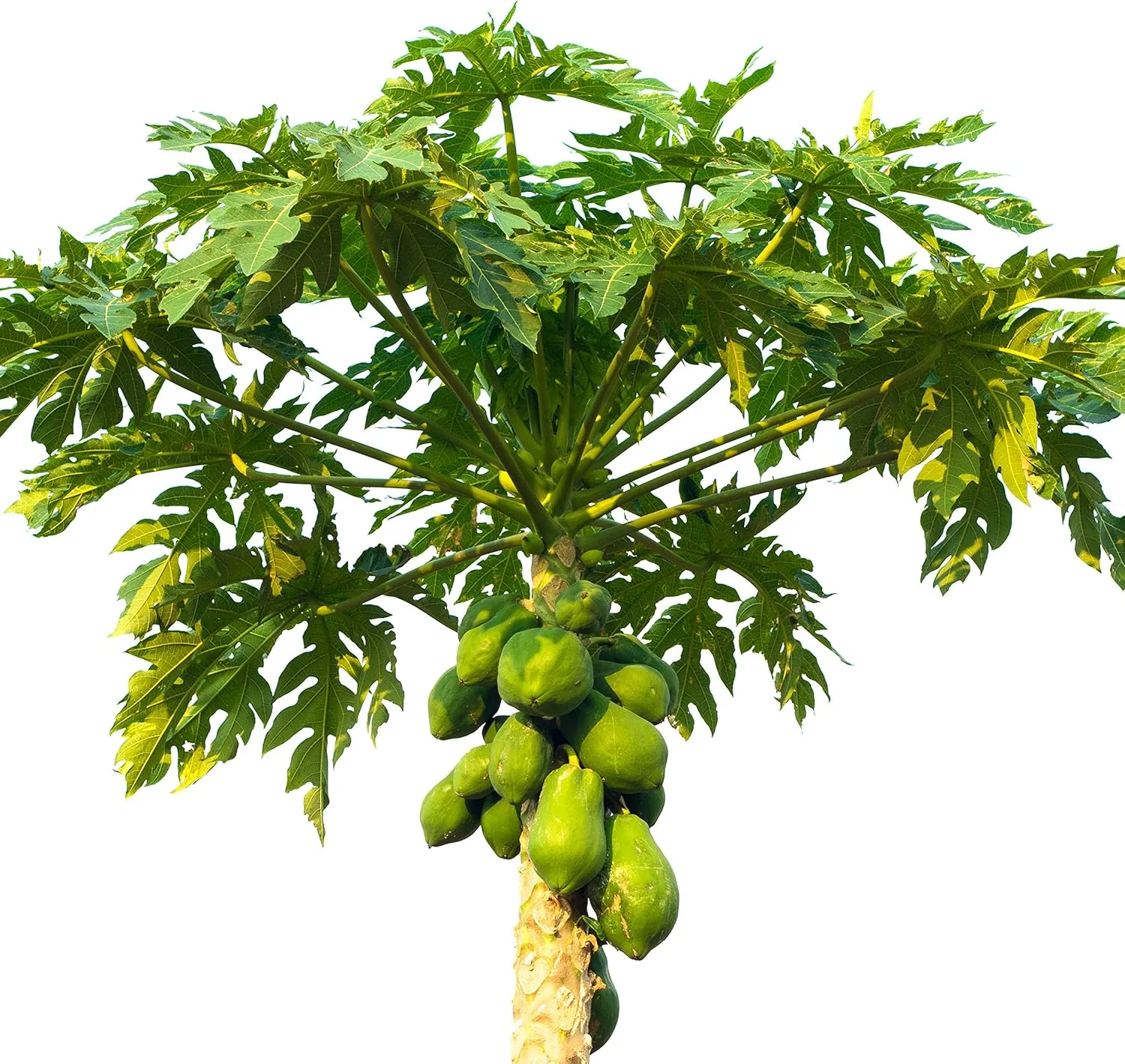 Papaya T.R. Hovey (Carica Papaya) Live Plant – Dwarf Self-Fertile Tropical Fruit Tree, Indoor/Outdoor Garden Starter, Ideal for Container Growing, Rooted in 3-Inch Pot, Ideal for Papaya Enthusiasts
