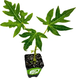 Papaya T.R. Hovey (Carica Papaya) Live Plant – Dwarf Self-Fertile Tropical Fruit Tree, Indoor/Outdoor Garden Starter, Ideal for Container Growing, Rooted in 3-Inch Pot, Ideal for Papaya Enthusiasts