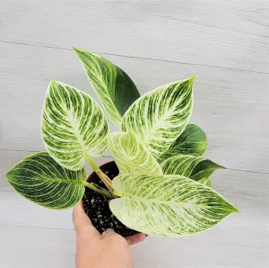 Philodendron Birkin Live Rare House Plants in 3" Pot - Fully Rooted Live Indoor Plants by 3Exoticgreen, White Veined Live Houseplants, Indoor Plants for Home Decor