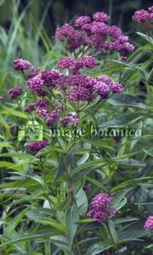 pot butterfly flower cinderell