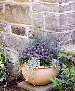 Scabiosa Japonica Alpina Ritz Blue 250 Seeds