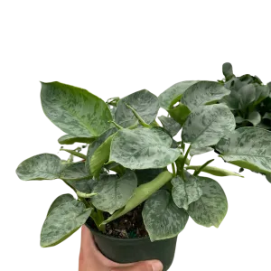 Schismatoglottis 'Sarawak'