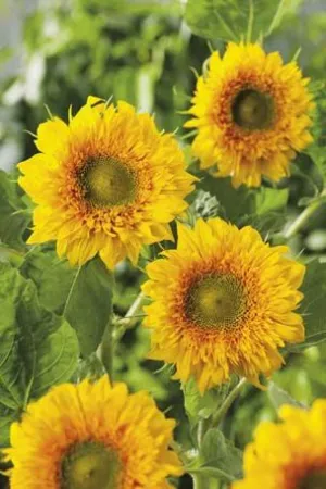 Sunflower 'Double Delight F1' Seeds