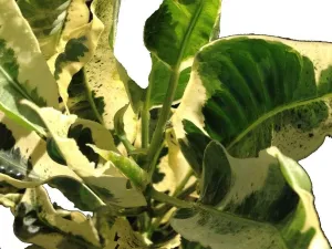 Tamara Tropical Croton Live Plant Variegated Cream and Green Leaves Indoor Outdoor Starter Size 4 Inch Pot Emerald TM
