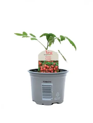 Tumbler Tomato 9CM Pot