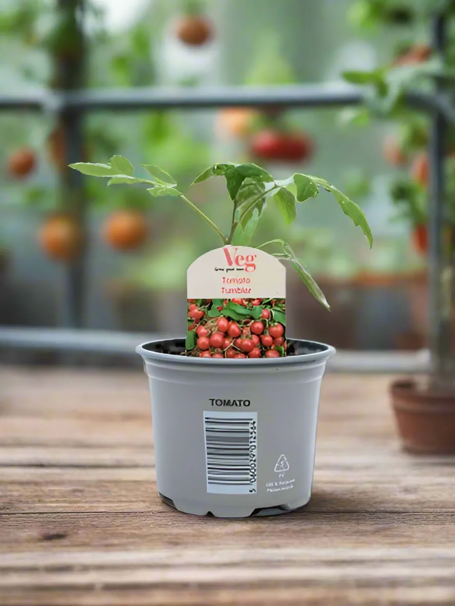 Tumbler Tomato 9CM Pot