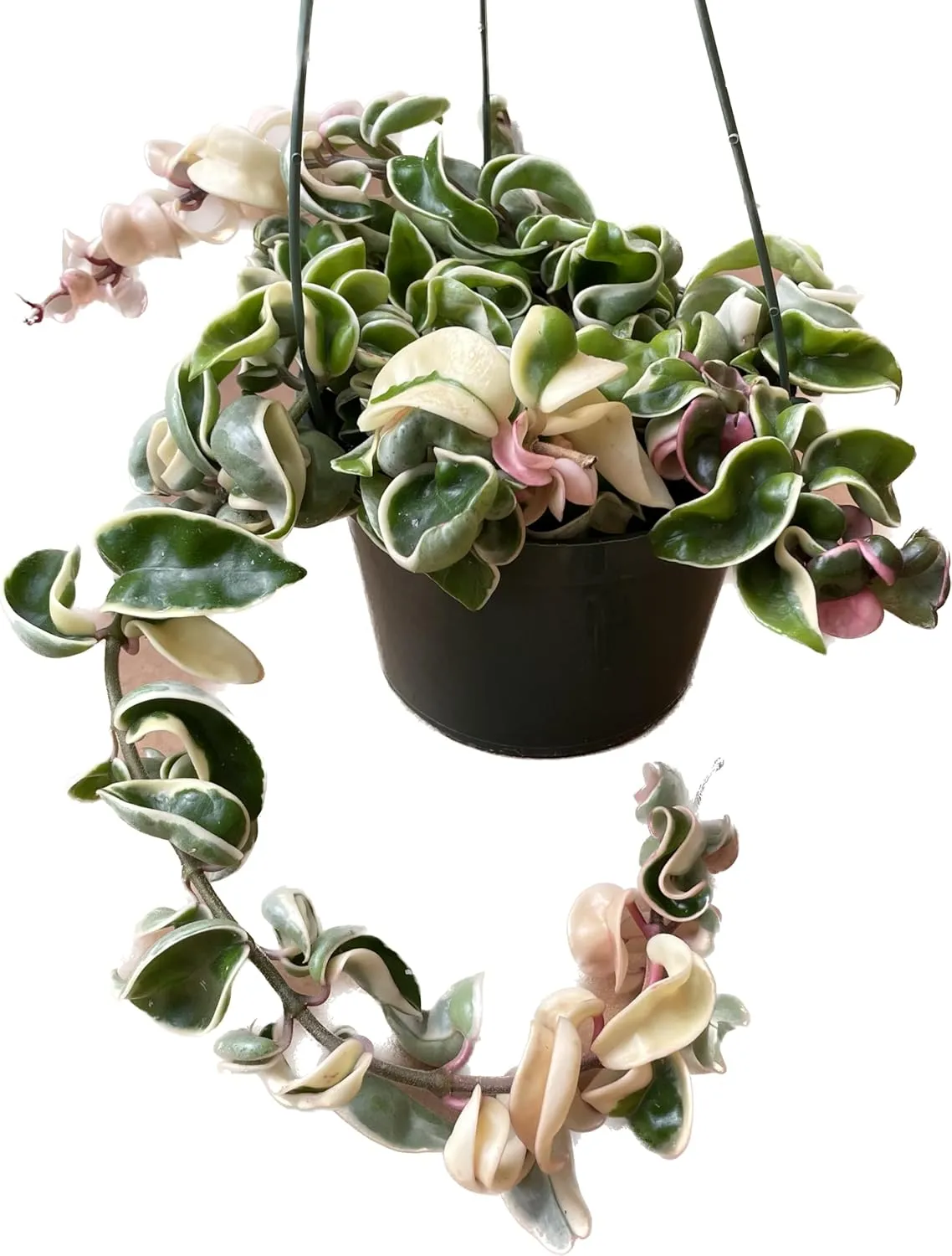Variegated Hoya Compacta aka Hoya Hindu Rope Variegated Available in 2", 4", and 6" Pot Live Hoya Plant Prime Plants California (1 Small Plant/stem, 2" Pot)