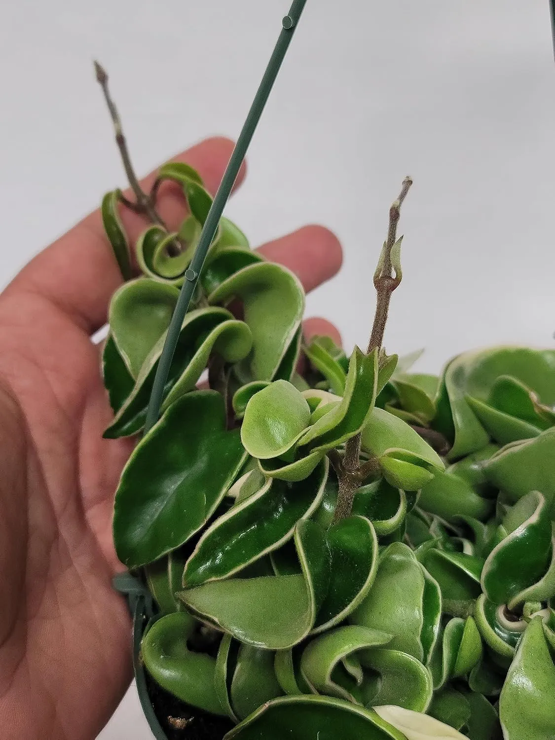 Variegated Hoya Compacta aka Hoya Hindu Rope Variegated Available in 2", 4", and 6" Pot Live Hoya Plant Prime Plants California (1 Small Plant/stem, 2" Pot)