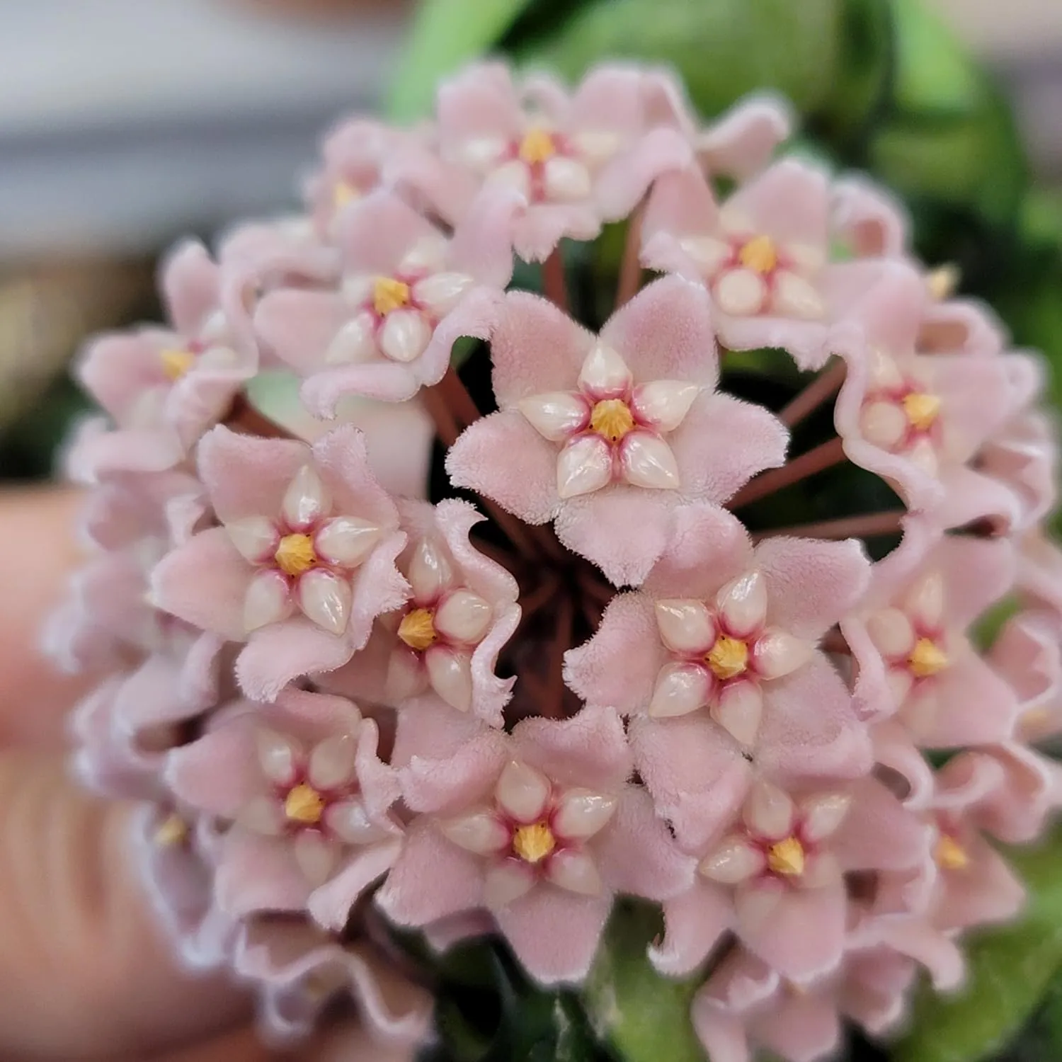 Variegated Hoya Compacta aka Hoya Hindu Rope Variegated Available in 2", 4", and 6" Pot Live Hoya Plant Prime Plants California (1 Small Plant/stem, 2" Pot)