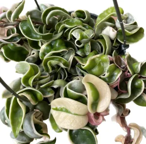 Variegated Hoya Compacta aka Hoya Hindu Rope Variegated Available in 2", 4", and 6" Pot Live Hoya Plant Prime Plants California (1 Small Plant/stem, 2" Pot)