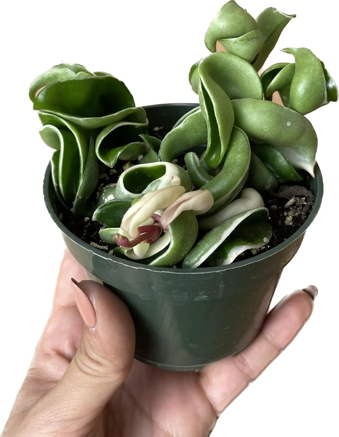 Variegated Hoya Compacta aka Hoya Hindu Rope Variegated Available in 2", 4", and 6" Pot Live Hoya Plant Prime Plants California (1 Small Plant/stem, 2" Pot)