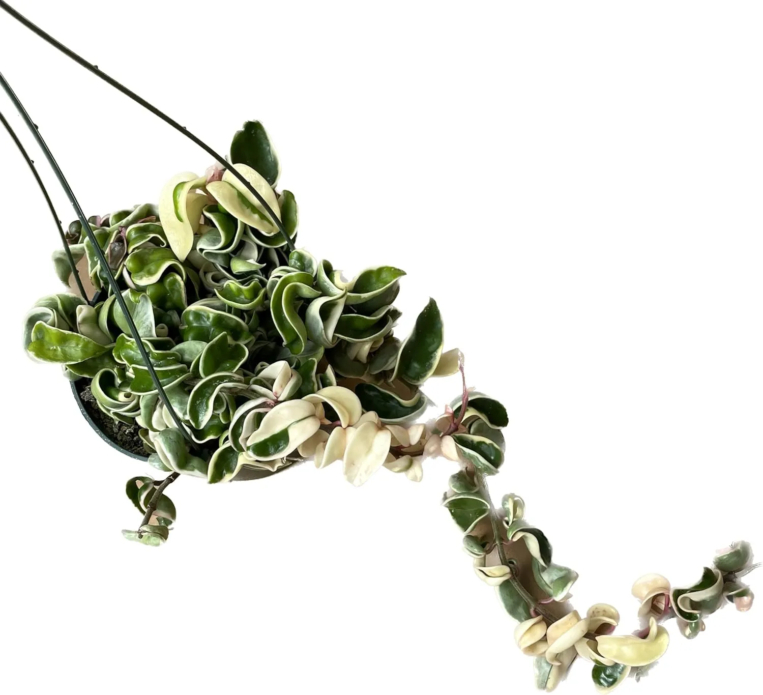 Variegated Hoya Compacta aka Hoya Hindu Rope Variegated Available in 2", 4", and 6" Pot Live Hoya Plant Prime Plants California (1 Small Plant/stem, 2" Pot)